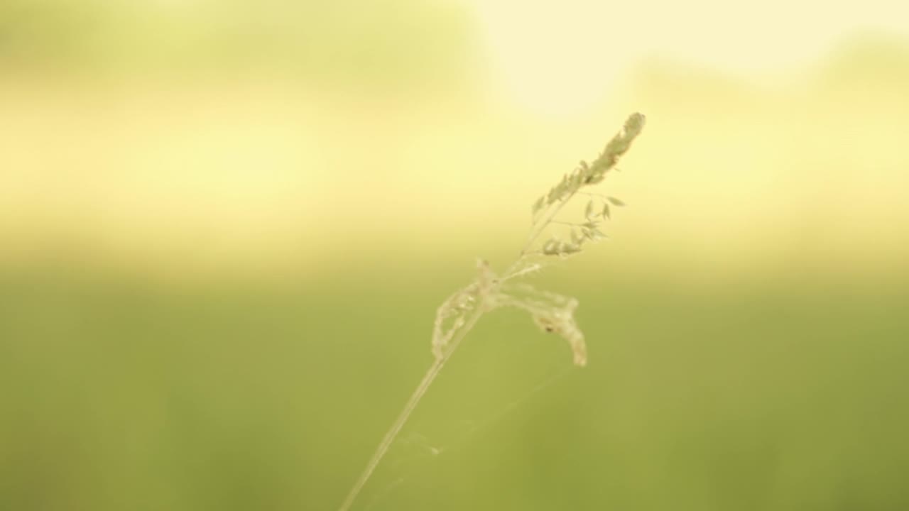 阳光明媚的日子里，一个可爱的草地的低角度镜头视频素材