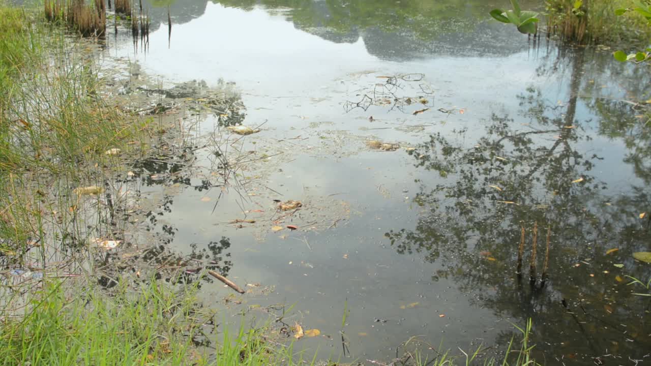 塑料垃圾和泥土漂浮在天然池塘中。清水中的垃圾和芦苇。水污染。视频素材