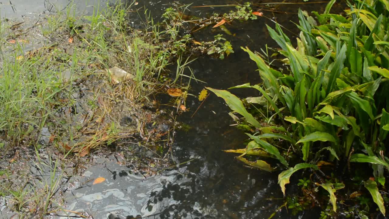 塑料垃圾和油渍漂浮在沟里。垃圾和泥土与植物混合在水里。视频素材