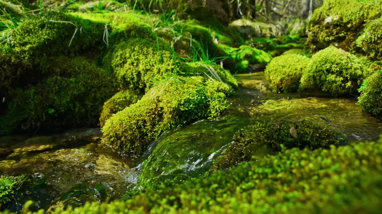 LS泉水流过长满青苔的森林岩石视频素材