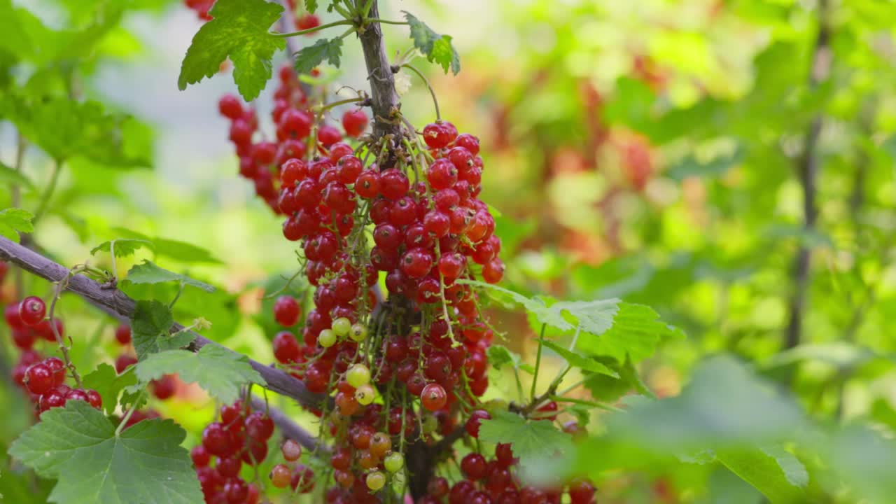 花园里新鲜的红浆果。红醋栗。灌木上多汁的成熟红醋栗。花园浆果背景视频素材