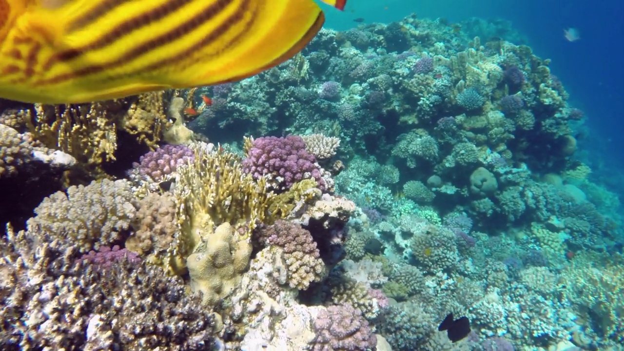 埃及红海的浣熊蝴蝶鱼特写视频素材