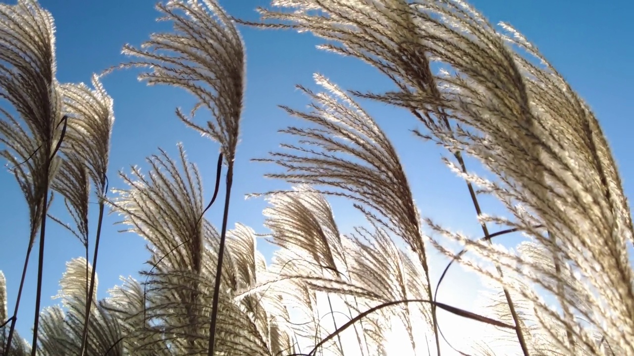 Cortaderia Selloana，潘帕斯草，风中摇曳的Congrass。视频下载