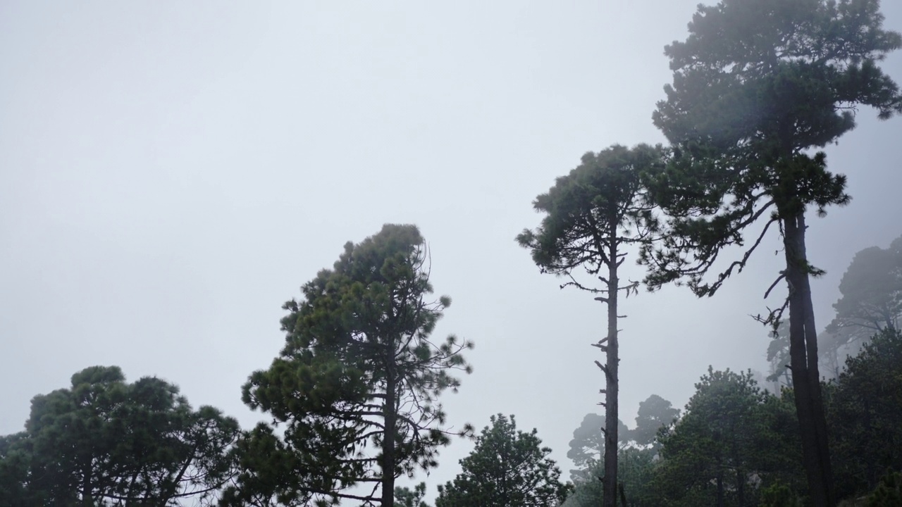 蓝天背景下的热带树木视频素材