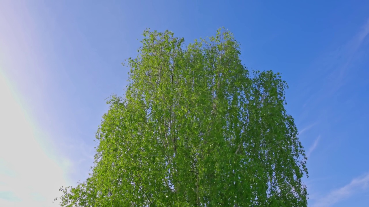 晴朗的夏天，白桦树在蓝天下随风摇曳的美丽景色。瑞典。视频素材