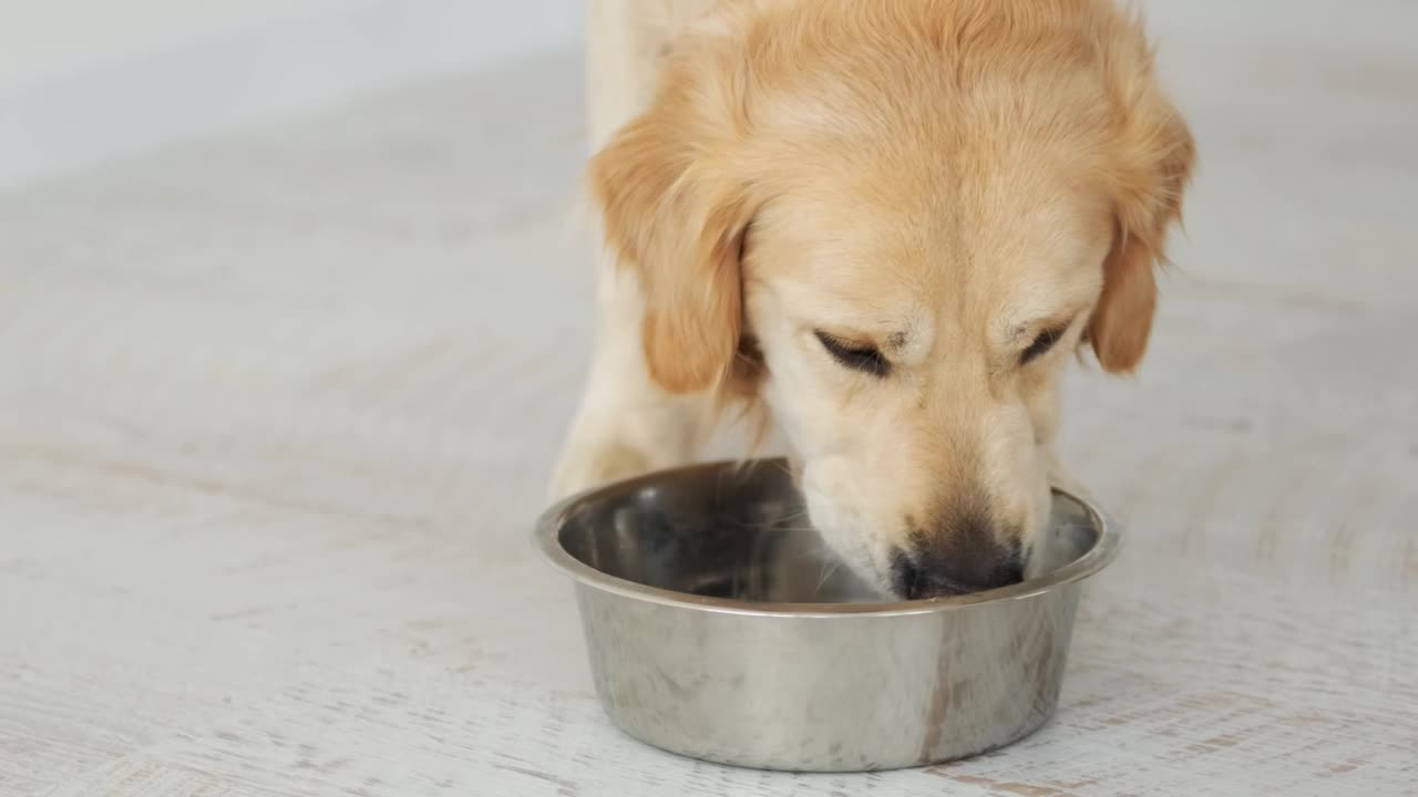 金毛猎犬吃狗粮视频素材