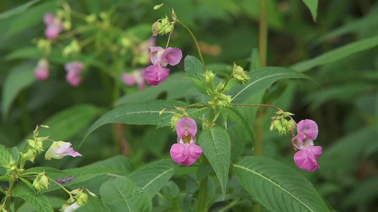 朵拉河沿岸的凤仙花被寻找花蜜的大黄蜂造访。视频下载