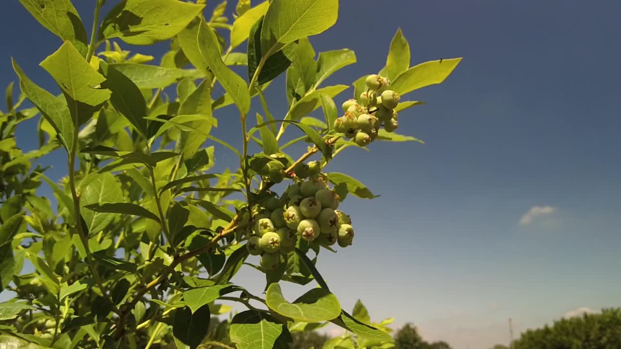 绿色的蓝莓在树枝上摇曳视频下载