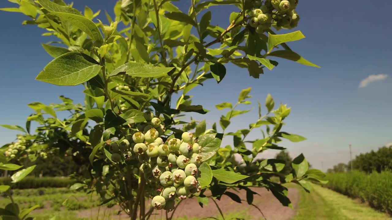 绿色的蓝莓在树枝上摇曳视频素材