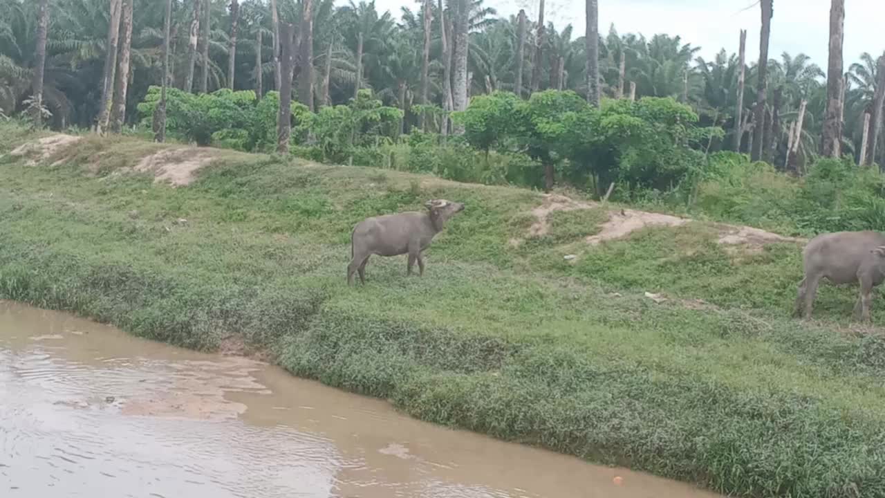 一只水牛在河边视频素材