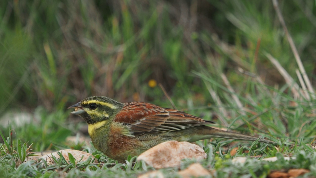 特写鸟类的品种Cirl Bunting (Emberiza cirlus)吃种子在树干上。视频素材