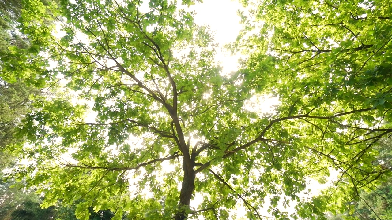 阳光透过树冠和树叶照射进来。夏日阳光明媚的橡树枝从森林或公园的抽象自然背景看视频素材