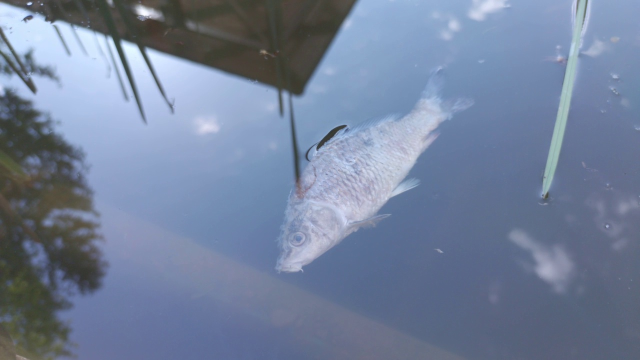 水面上的死鱼视频素材