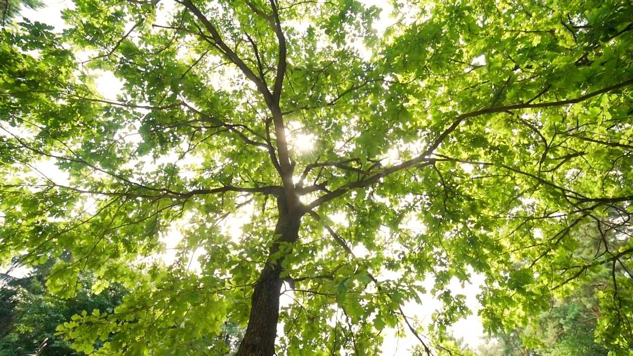 阳光透过树冠和树叶照射进来。夏日阳光明媚的橡树枝从森林或公园的抽象自然背景看视频素材