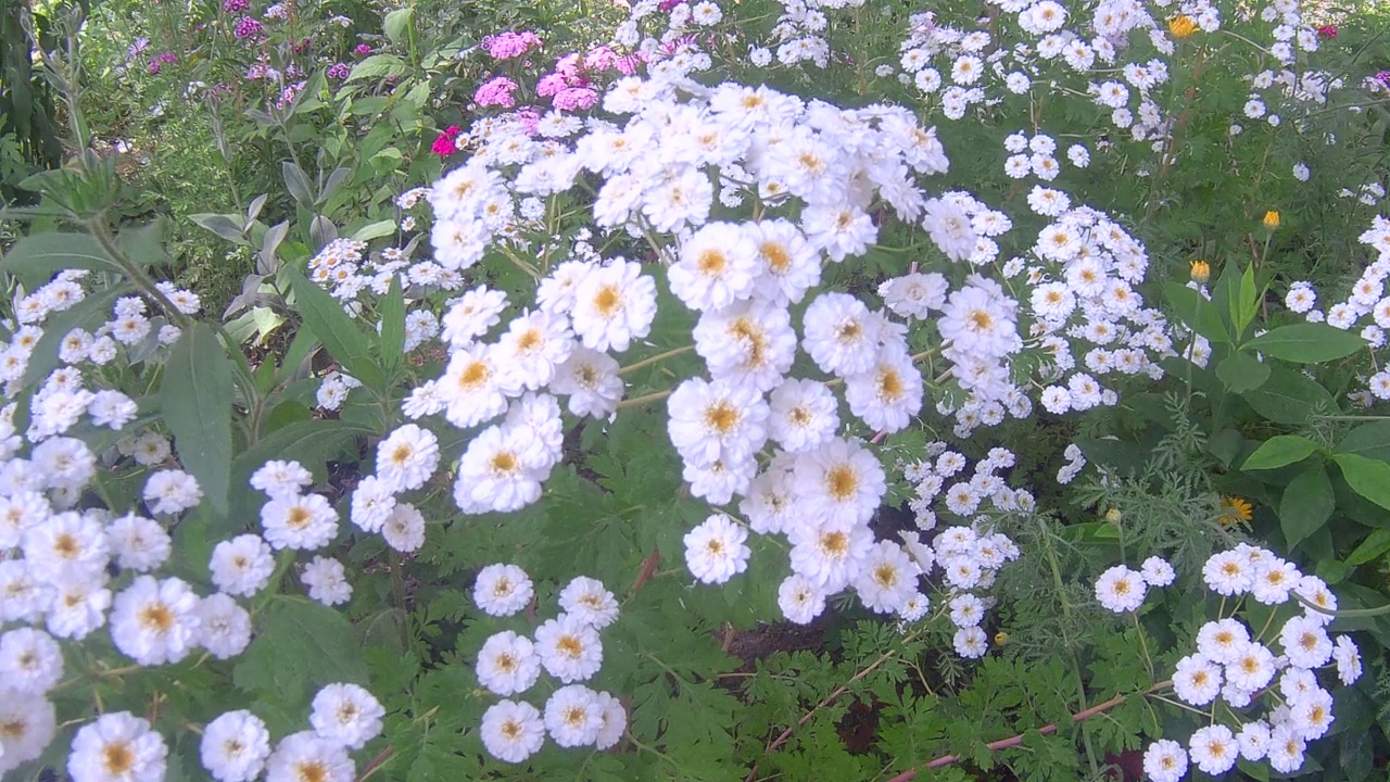 洋甘菊花卉视频素材