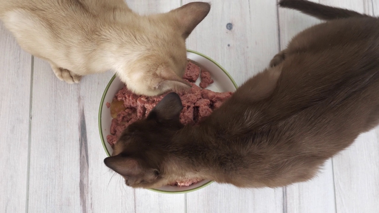 两只小猫从一个大碗里吃湿的食物。健康的猫粮和宠物体重控制，不吃干粮视频素材