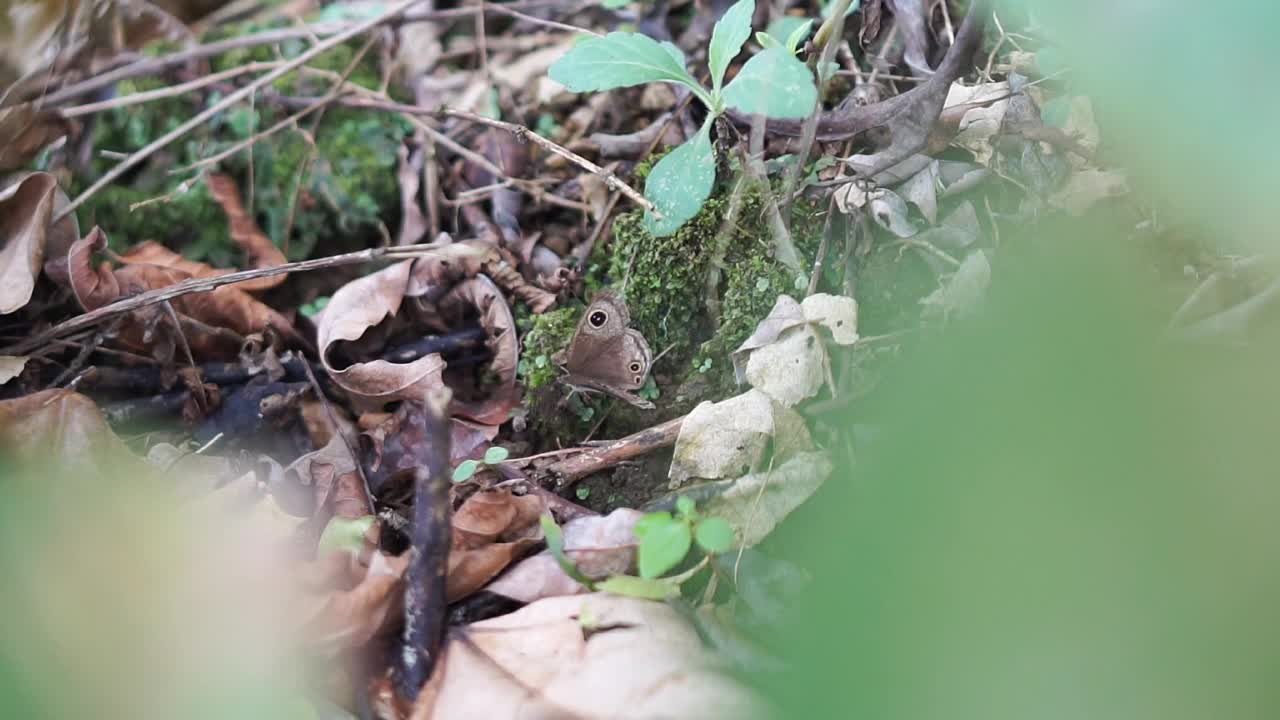 地上的蝴蝶拍打着翅膀视频素材