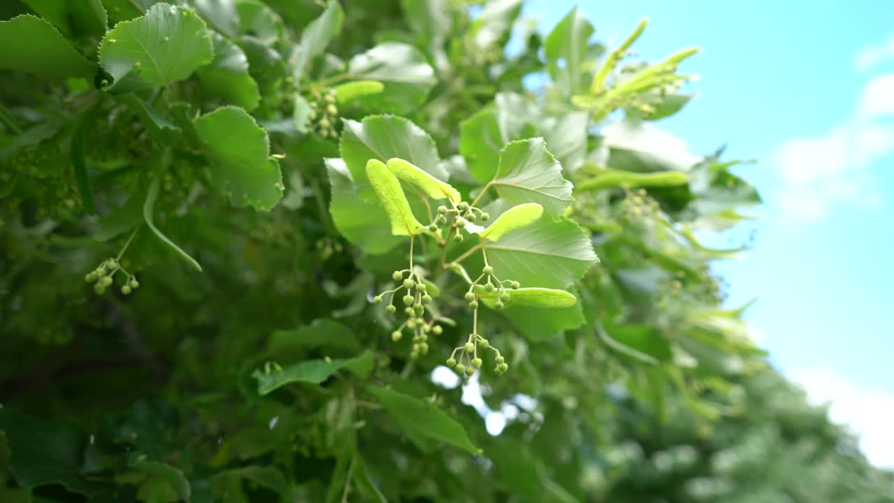 菩提树花的近景视频素材