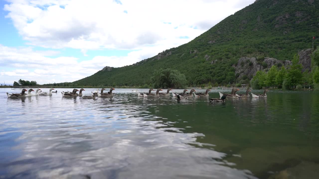 鸭子在湖里游泳视频素材