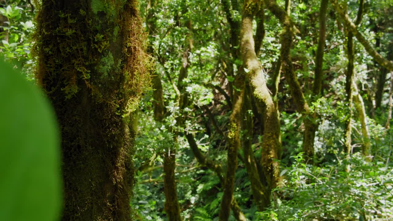 在特内里费岛阿纳加生物圈保护区的月桂森林里的带苔藓的树干。加那利群岛。手了。视频素材