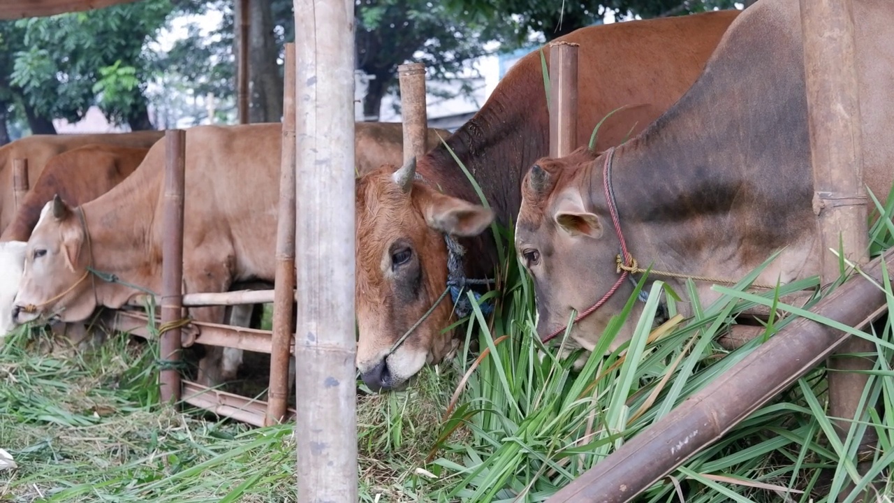 古尔邦节(Eid al-Adha, Hewan Qurban, Kurban, Sapi Qurban, Hewan Kurban)的祭祀准备期间，牲畜市场上的牛正在吃草。视频素材