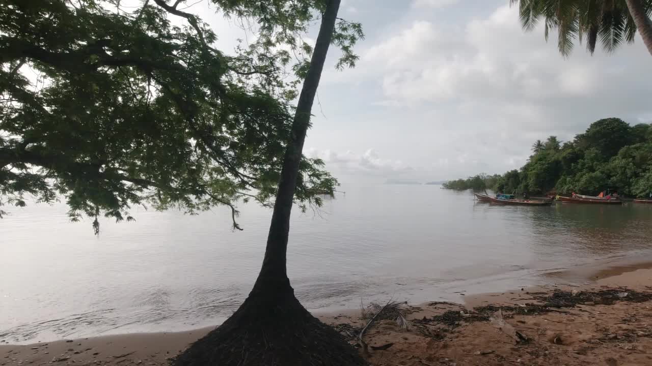 泰国清晨沙滩散步的梗犬视频素材