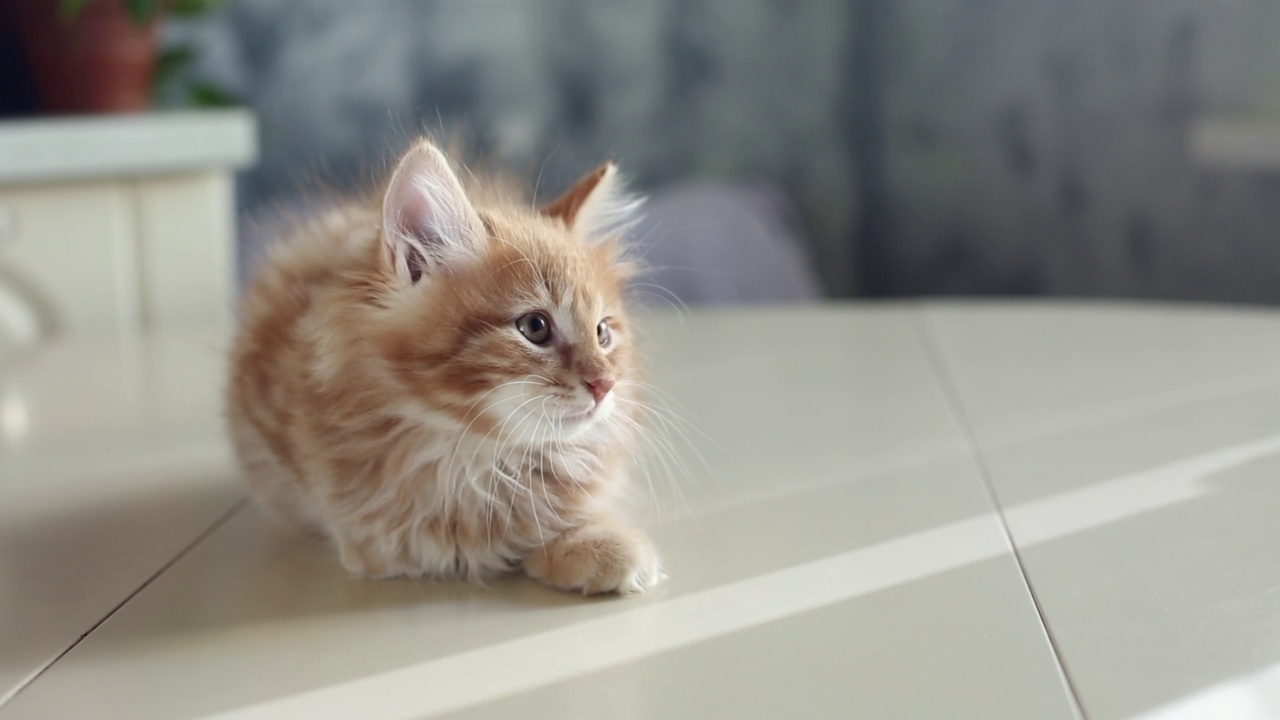 有趣的姜黄色小猫坐在桌子上。可爱的千岛短尾。家养动物视频素材