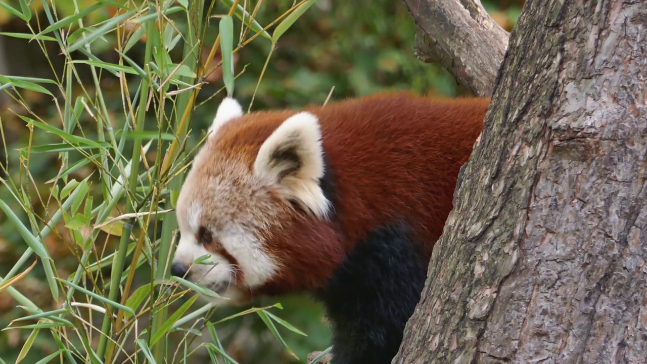 小熊猫在树上吃竹子视频素材