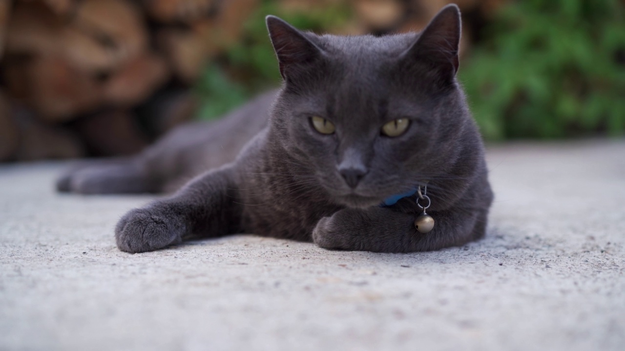 美丽的俄罗斯蓝猫视频素材