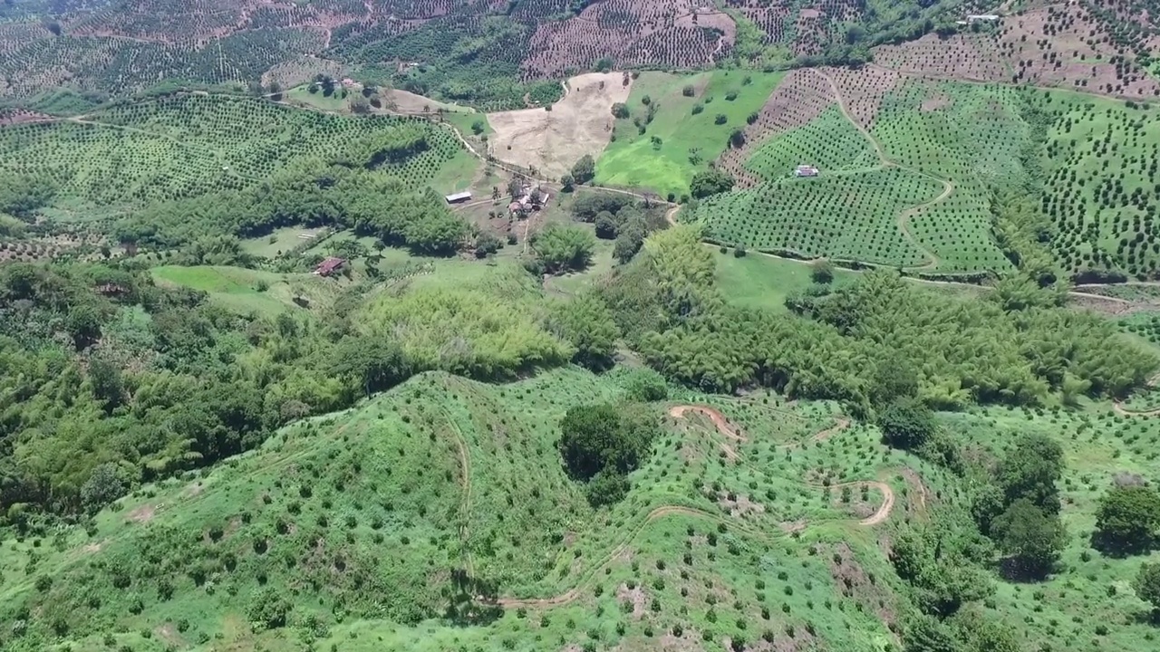 山上有橘子和香蕉种植园视频素材