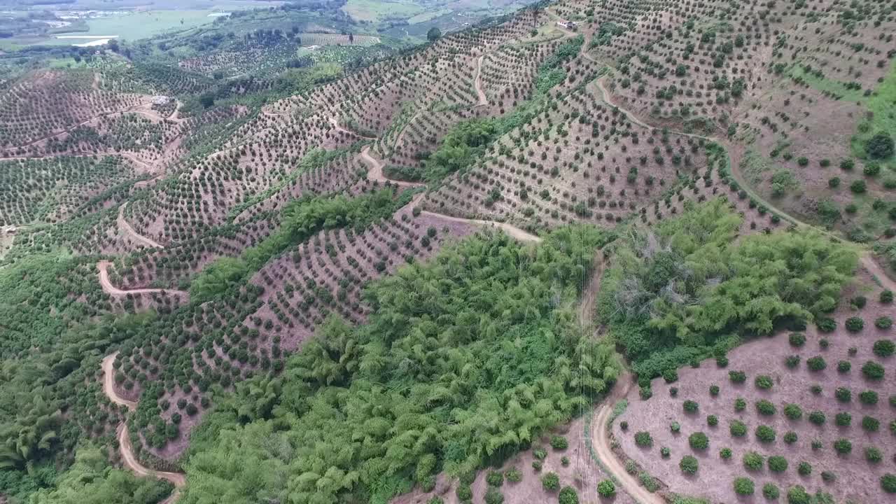 山上有橘子和香蕉种植园视频素材