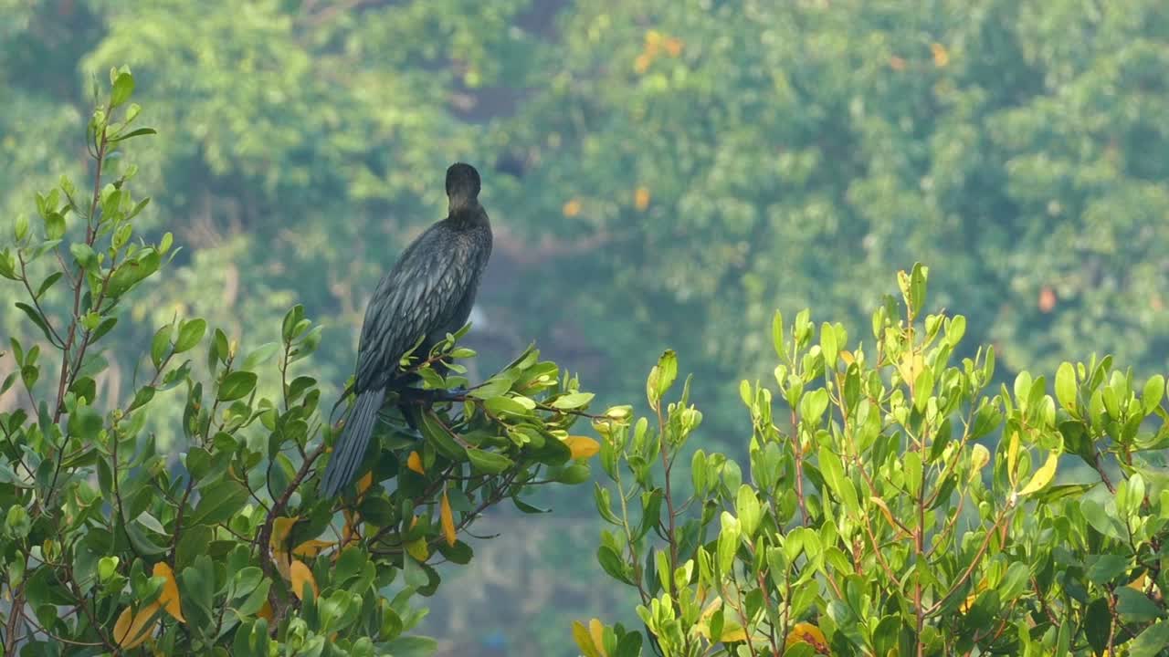 大鸬鹚(Phalacrocorax lucinus)在水面上的树上展开翅膀视频素材