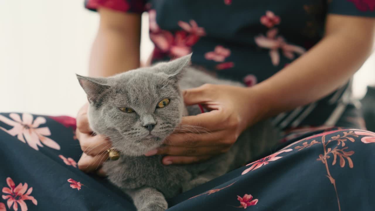 宠物主人和她的猫在一起放松。视频素材