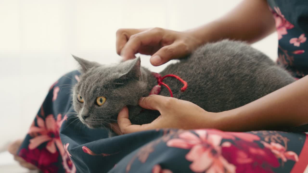 宠物主人和她的猫在一起放松。视频素材