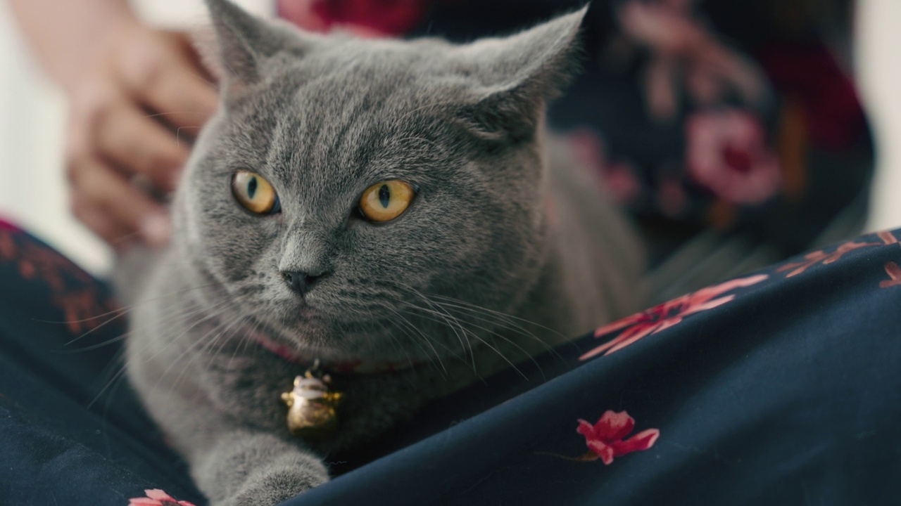 女人在闲暇时间和她的猫玩耍和拥抱。视频素材