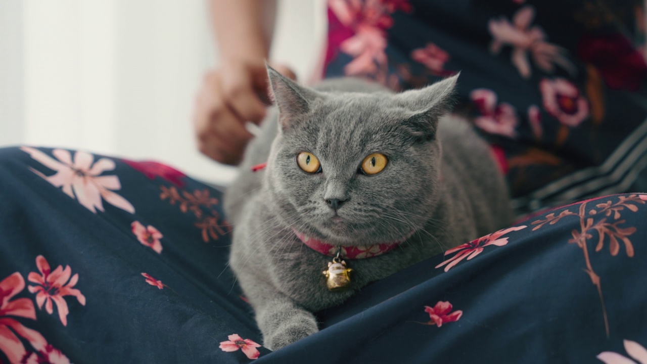 女人在闲暇时间和她的猫玩耍和拥抱。视频素材