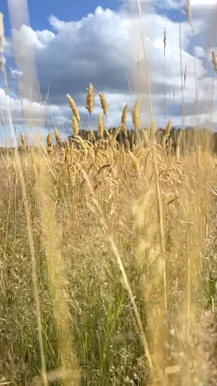 夏天的法国乡村视频素材