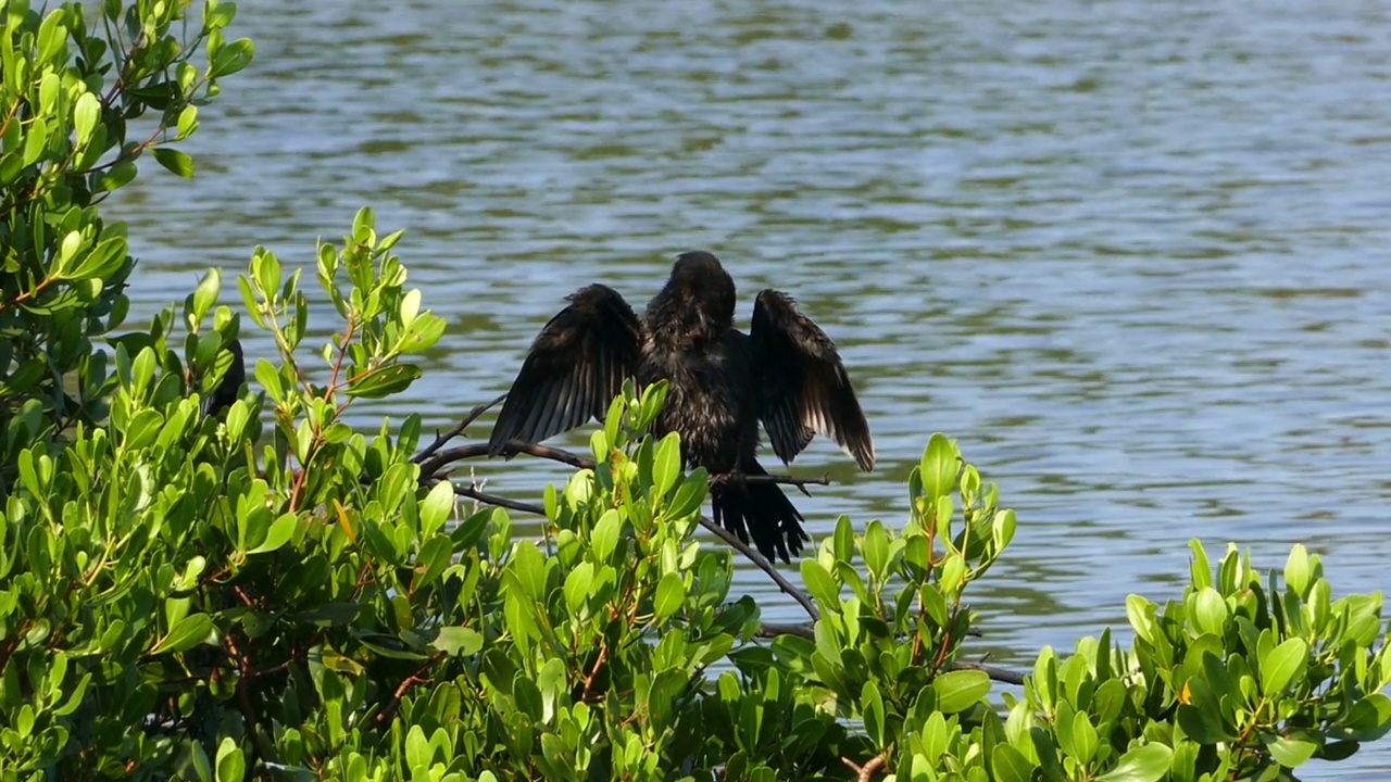 大鸬鹚(Phalacrocorax lucinus)在水面上的树上展开翅膀视频素材