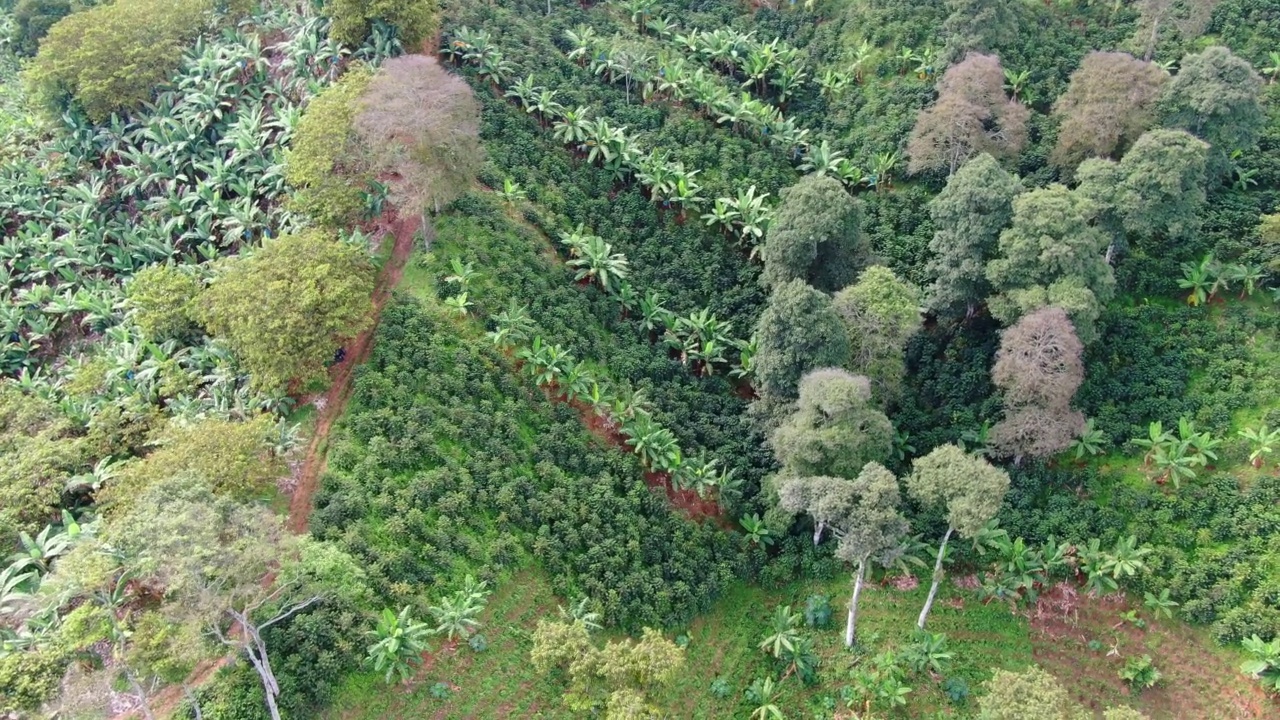 山上有香蕉种植园视频素材