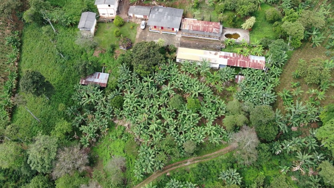 山上有香蕉种植园视频素材