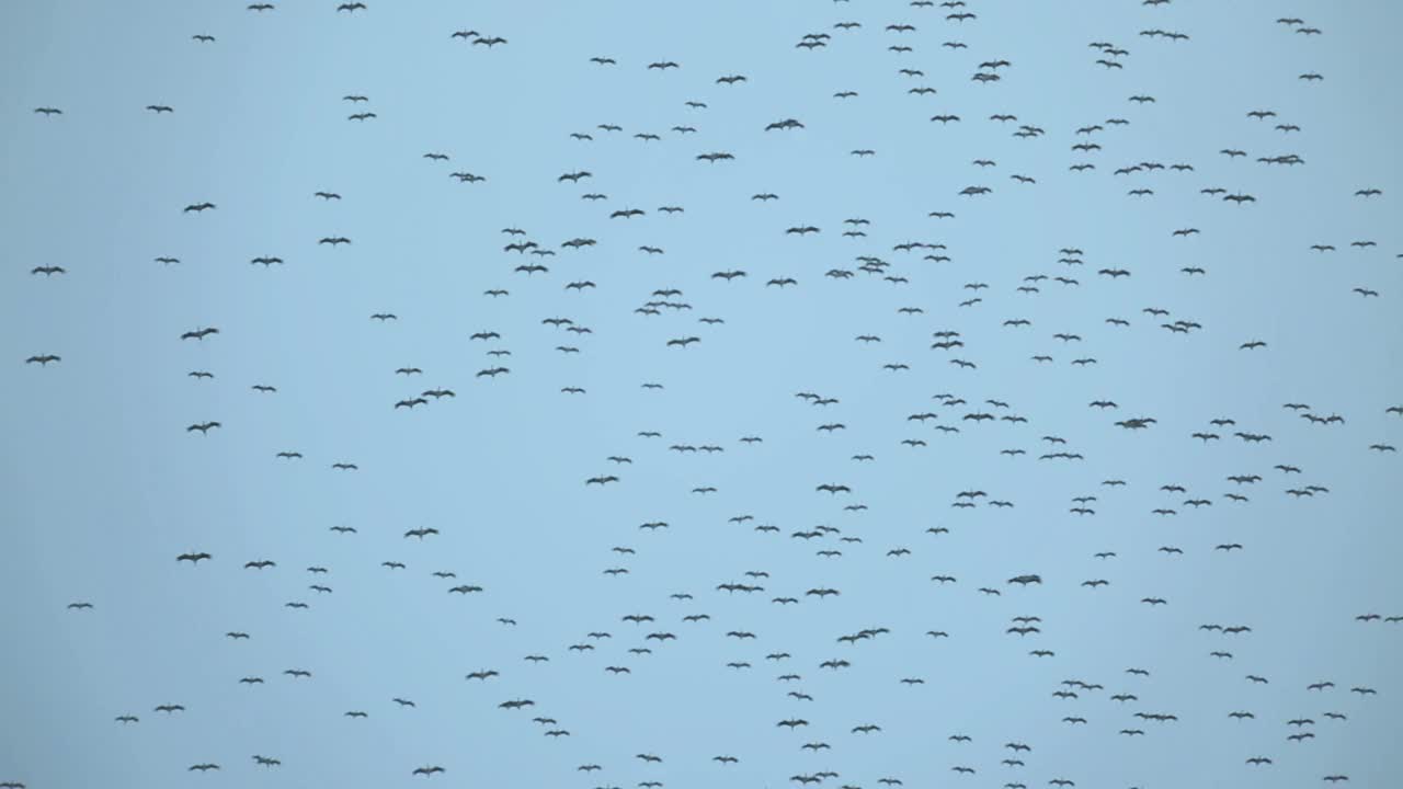 大群白鹳在天空中迁徙的鸟类视频素材