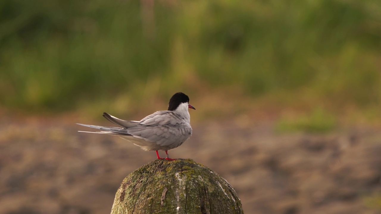 一只正在打磨羽毛的普通燕鸥(Sterna hirundo)视频素材