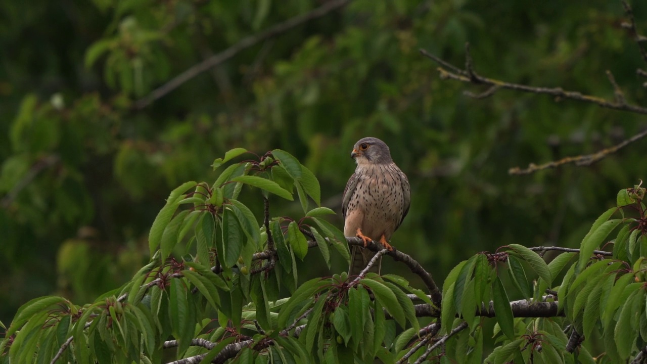 一只雄性红隼(Falco tinunculus)坐在树枝上视频素材