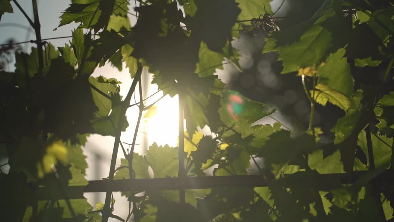 年轻的绿葡萄的叶子在夏日的风中随着阳光摇曳视频素材