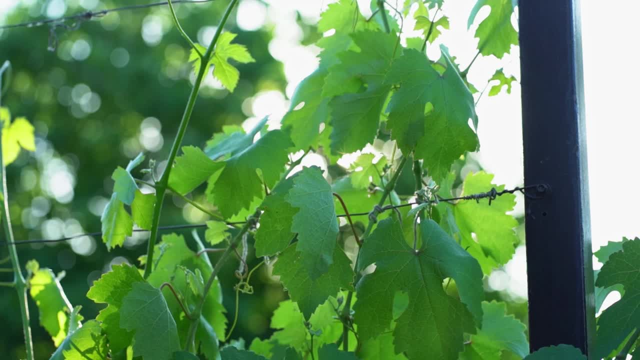 年轻的绿葡萄的叶子在夏日的风中随着阳光摇曳视频素材