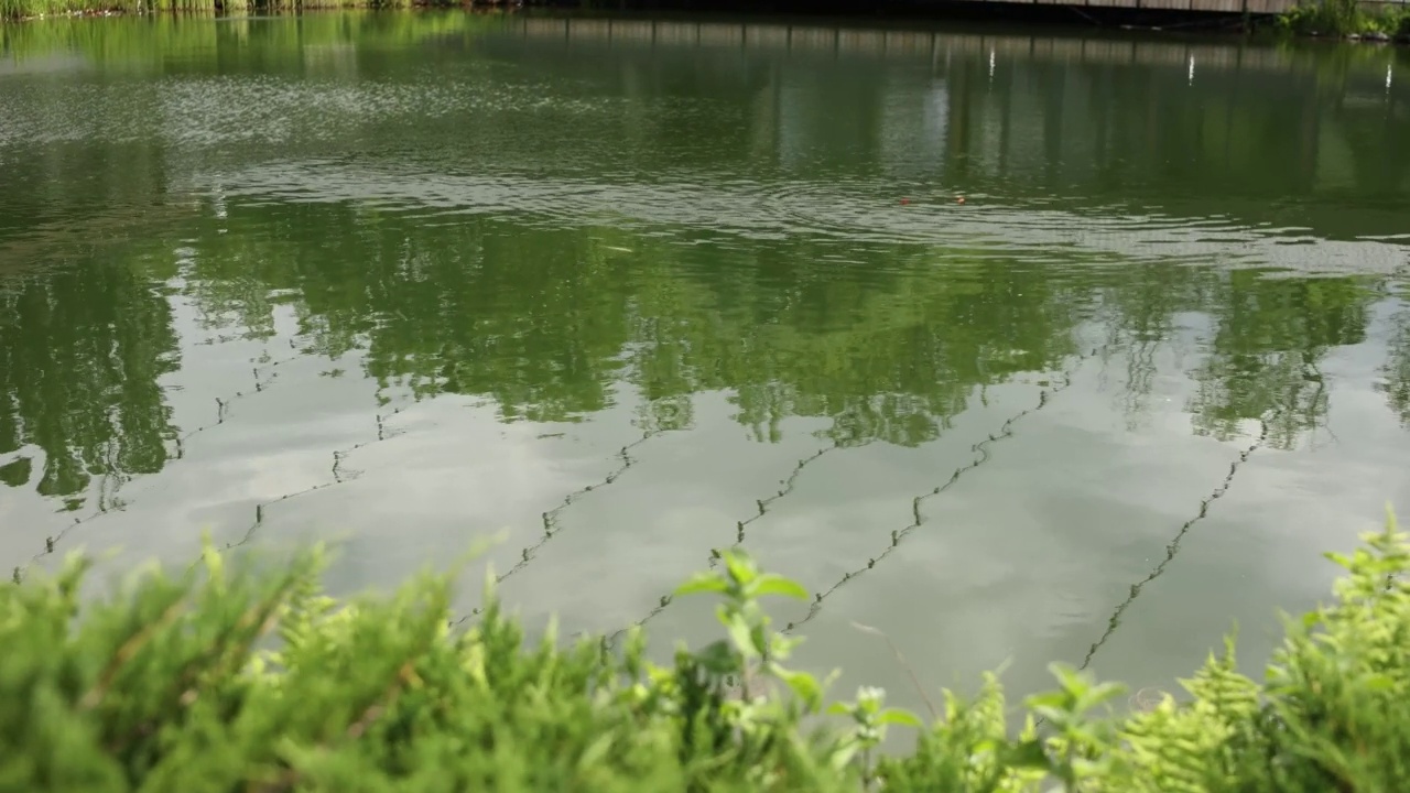 夏天公园里有绿油油的水草视频素材