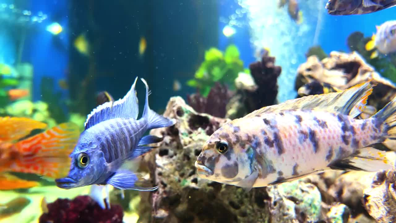 五彩缤纷的水族箱，多色淡水热带鱼与气泡和可爱的绿色植物视频素材