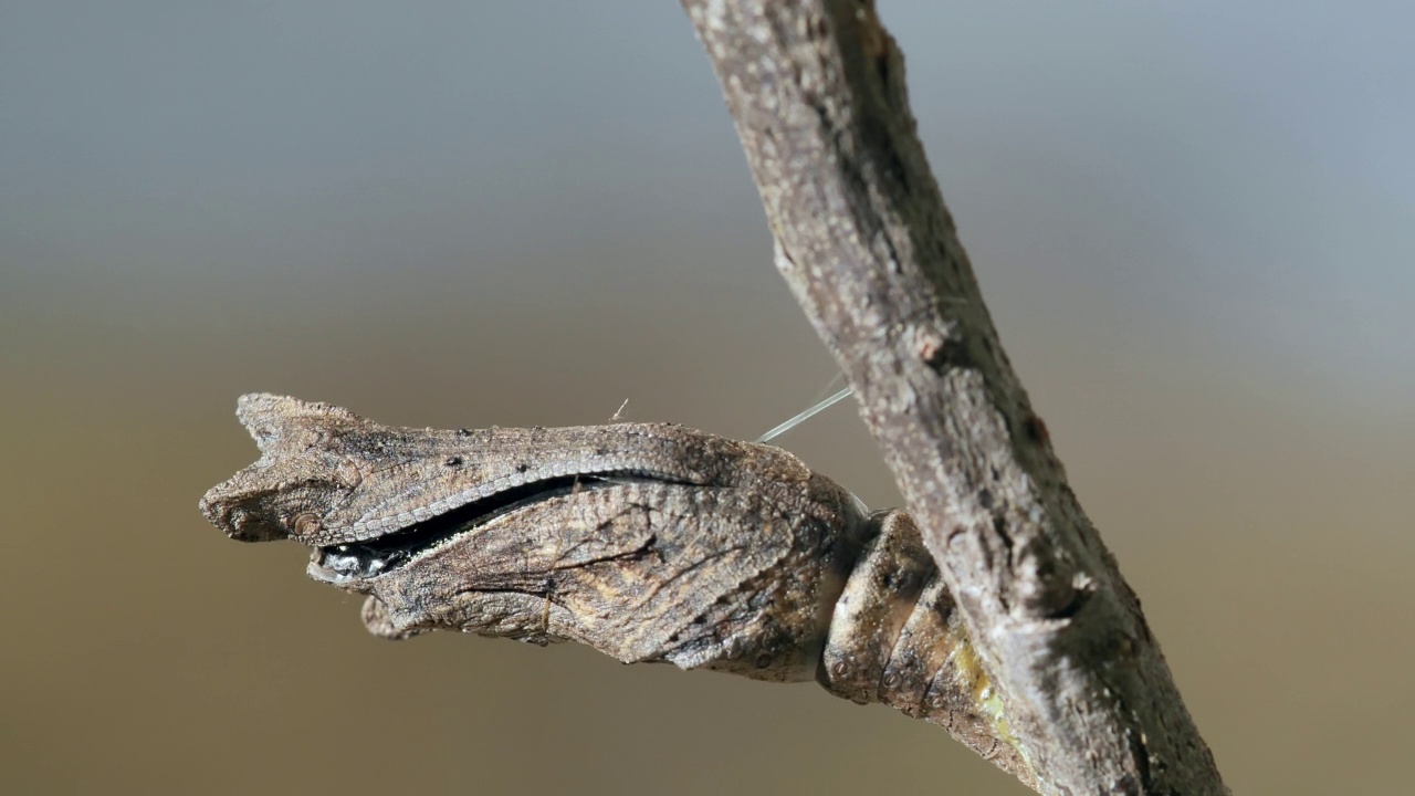 黄凤蝶(Papilio xuthus)从茧中出来，挂在树枝上视频素材