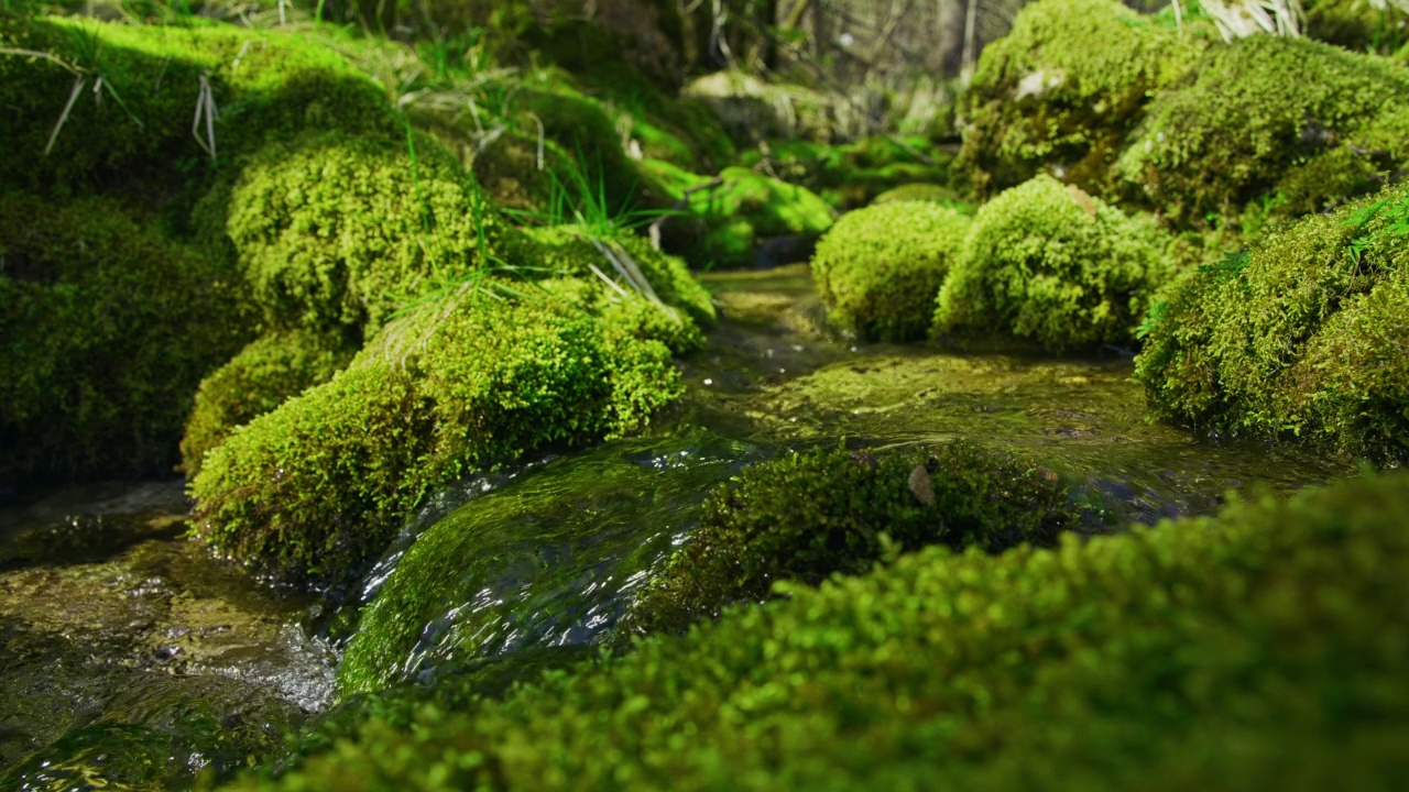 泉水流过长满青苔的岩石视频素材