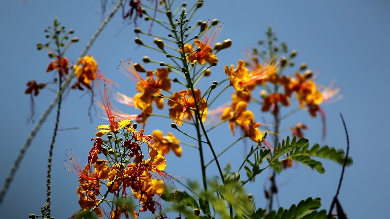 黄色孔雀花(Flam-boyant，火焰树，皇家Poinciana)在风中，自然背景视频素材